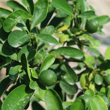 Citrus Bin Zaheer Plant (2M)